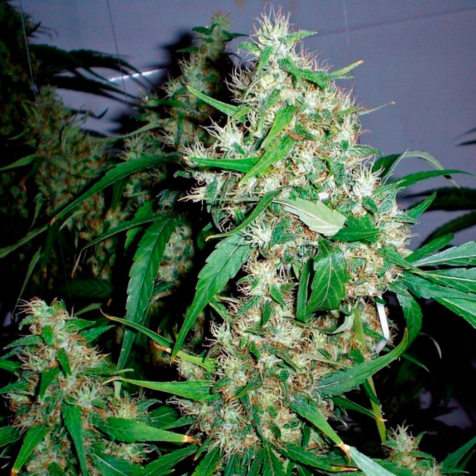 качественные семена конопли Critical Kush feminised Ganja Seeds качественные семена конопли Critical Kush feminised Ganja Seeds