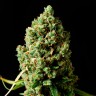 семена Critical Kush feminised Ganja Seeds семена Critical Kush feminised Ganja Seeds
