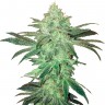 Auto Easy Bud feminised Ganja Seeds семена Auto Easy Bud feminised Ganja Seeds семена