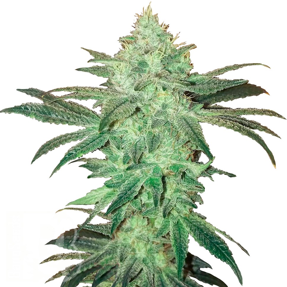 Auto Easy Bud feminised Ganja Seeds семена Auto Easy Bud feminised Ganja Seeds семена