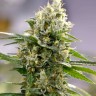 Auto Easy Bud feminised Ganja Seeds купить Auto Easy Bud feminised Ganja Seeds купить