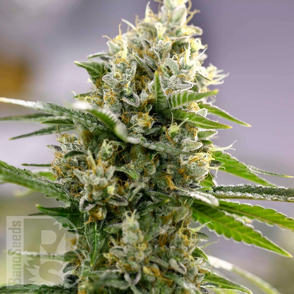 Семена ганжа Auto Easy Bud feminised Ganja Seeds