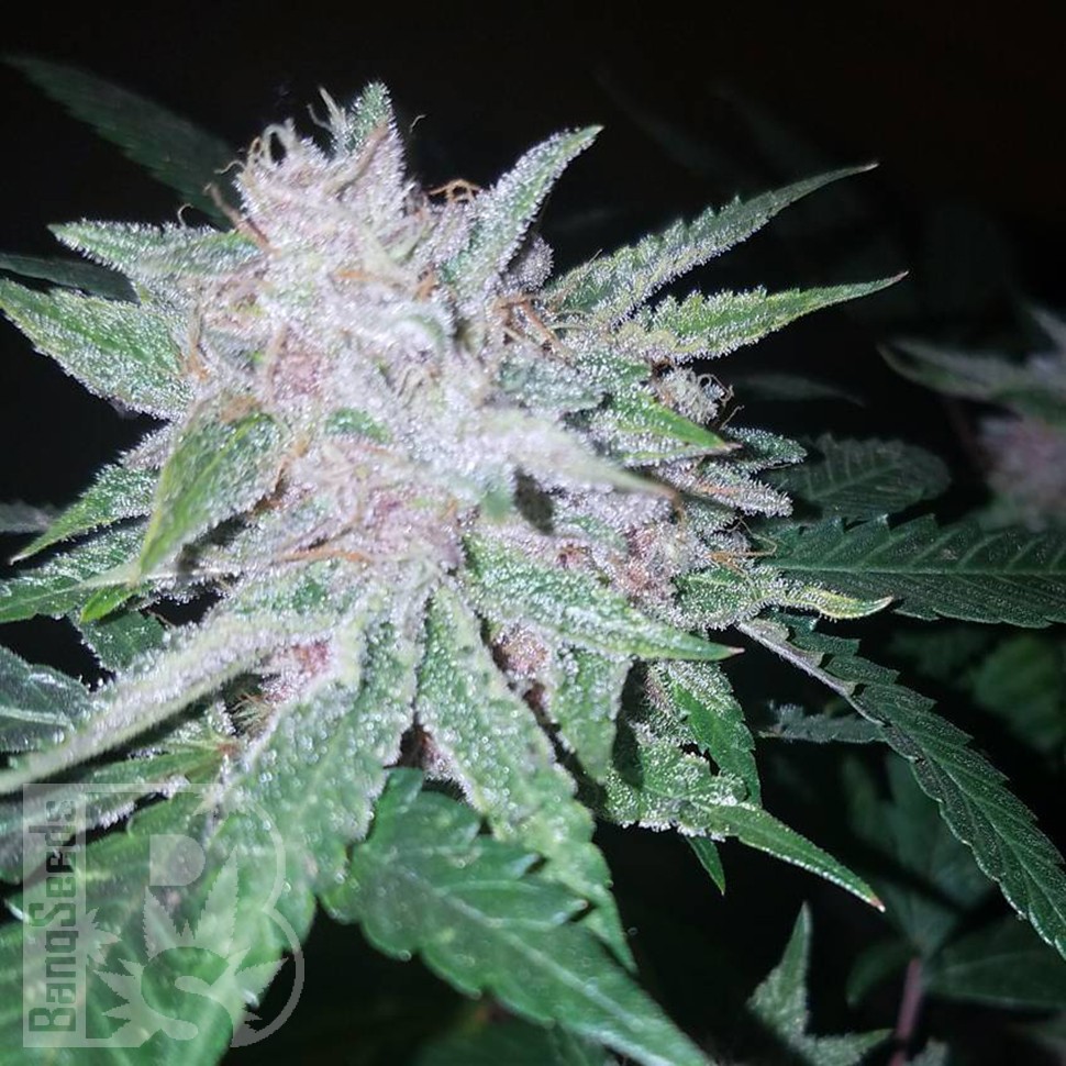 Cool Rasta feminised Ganja Seeds Cool Rasta feminised Ganja Seeds