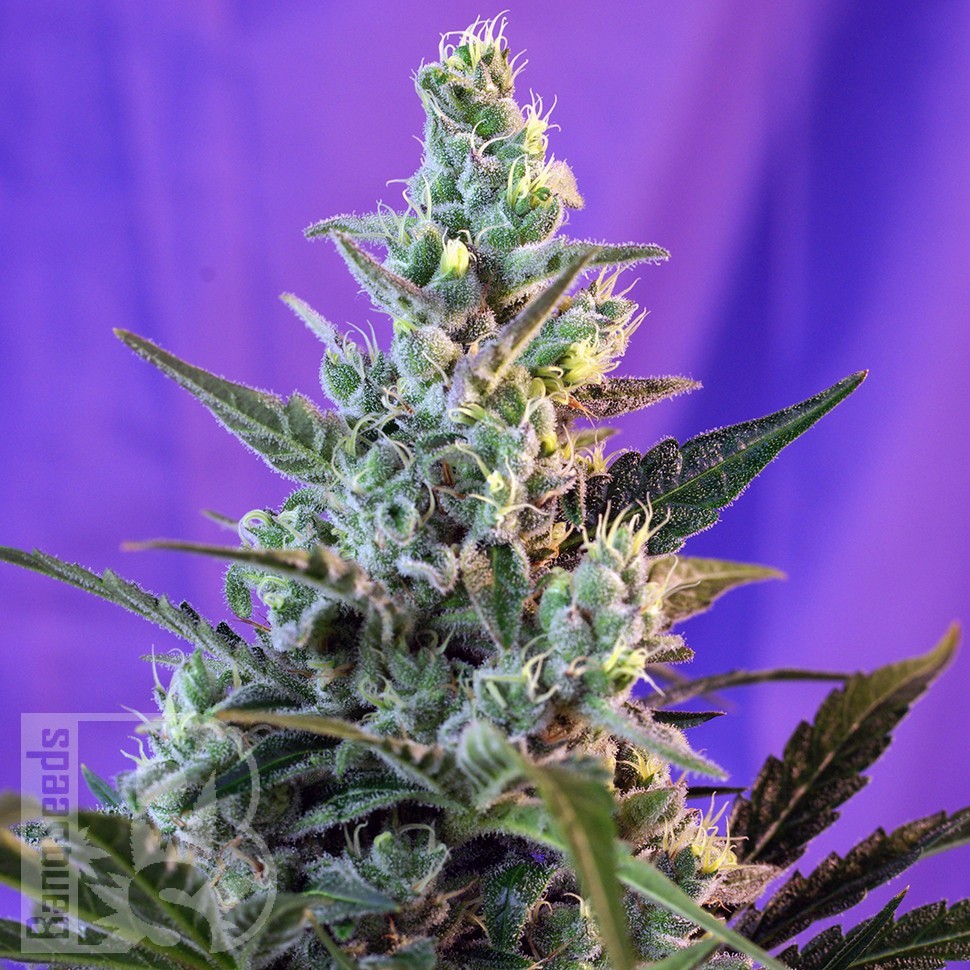 Cool Rasta feminised Ganja Seeds Cool Rasta feminised Ganja Seeds