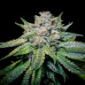 Семена Train Wreck feminised Ganja Seeds Семена Train Wreck feminised Ganja Seeds