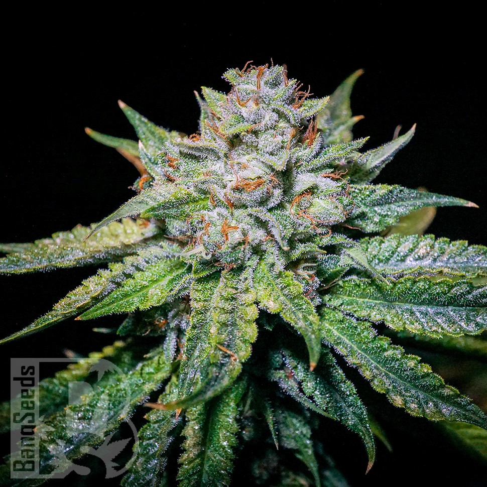 Семена Train Wreck feminised Ganja Seeds