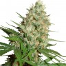 Семена Train Wreck feminised Ganja Seeds Семена Train Wreck feminised Ganja Seeds