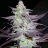 Семена Train Wreck feminised Ganja Seeds Семена Train Wreck feminised Ganja Seeds