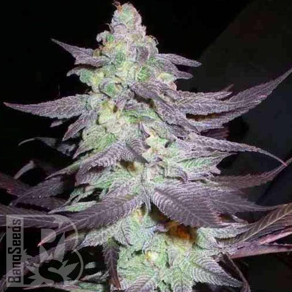 Семена Train Wreck feminised Ganja Seeds Семена Train Wreck feminised Ganja Seeds