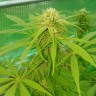 заказать хорошие семена конопли Lemon reg заказать хорошие семена конопли Lemon reg