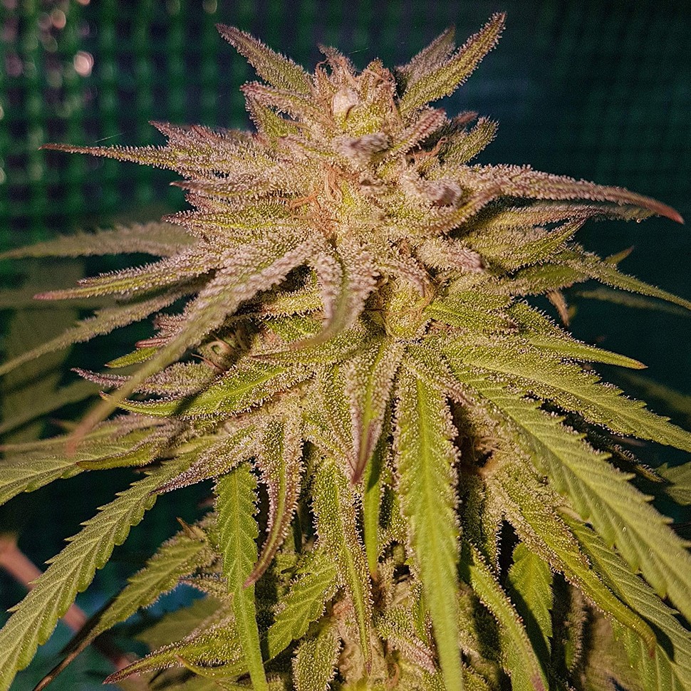 Семена конопли Lemon regular Ganja Seeds