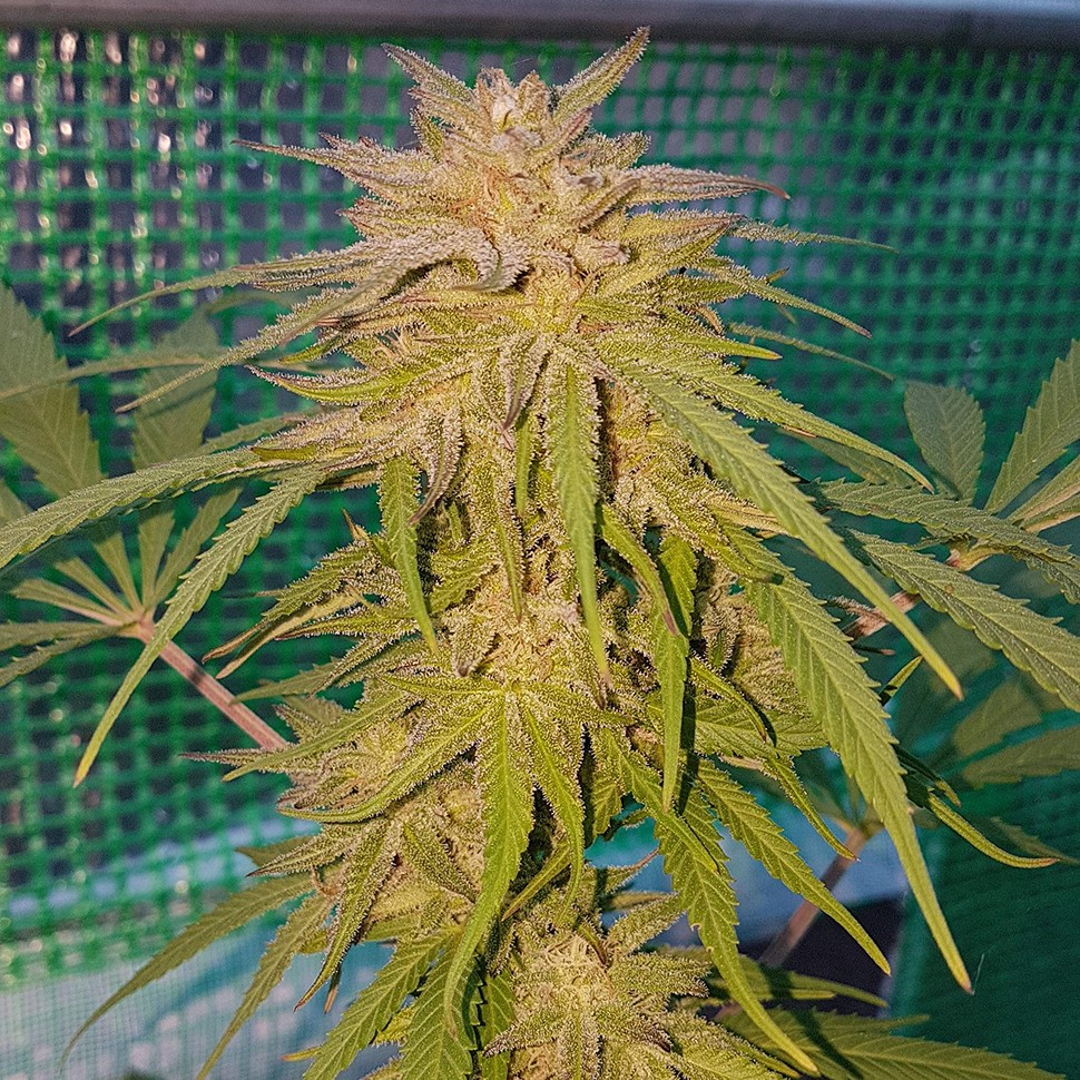 купить семена конопли в оригинальных упаковках Lemon reg купить семена конопли в оригинальных упаковках Lemon reg