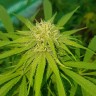 заказать семена конопли Казахстан Lemon reg заказать семена конопли Казахстан Lemon reg