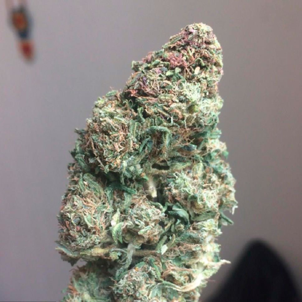 купить семена конопли недорого Auto Heaven feminised купить семена конопли недорого Auto Heaven feminised