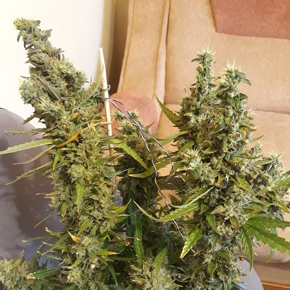 купить семена конопли в оригинальных упаковках Auto Heaven feminised купить семена конопли в оригинальных упаковках Auto Heaven feminised