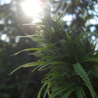 Auto Heaven feminised Ganja Seeds