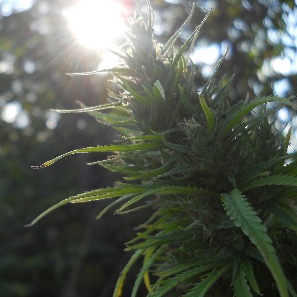 Семена  Auto Heaven feminised Ganja Seeds