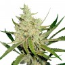заказать на сайте семена конопли Annex feminised заказать на сайте семена конопли Annex feminised