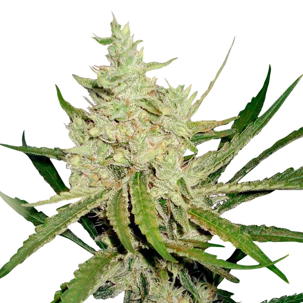 заказать на сайте семена конопли Annex feminised заказать на сайте семена конопли Annex feminised