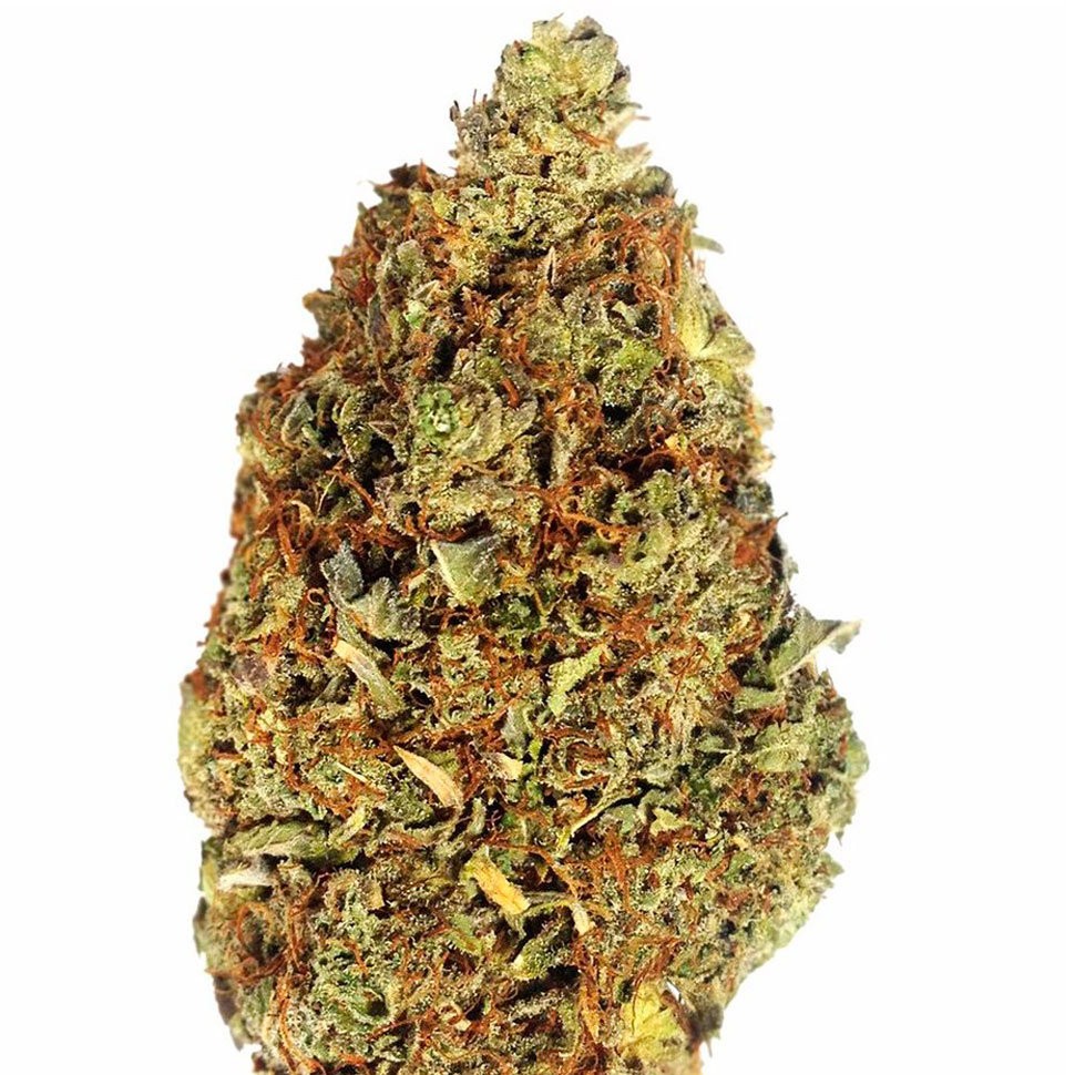 купить семена конопли Annex feminised f1 в оригинальной упаковке купить семена конопли Annex feminised f1 в оригинальной упаковке