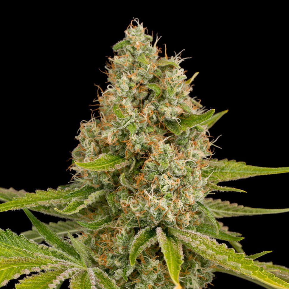 Семена конопли Annex feminised GanjaVIP Seeds