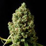 купить семена сортовой конопли Annex feminised купить семена сортовой конопли Annex feminised