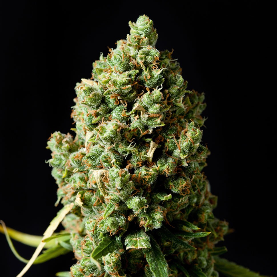 купить семена сортовой конопли Annex feminised купить семена сортовой конопли Annex feminised