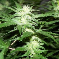 Phoenix feminised Neuro Seeds