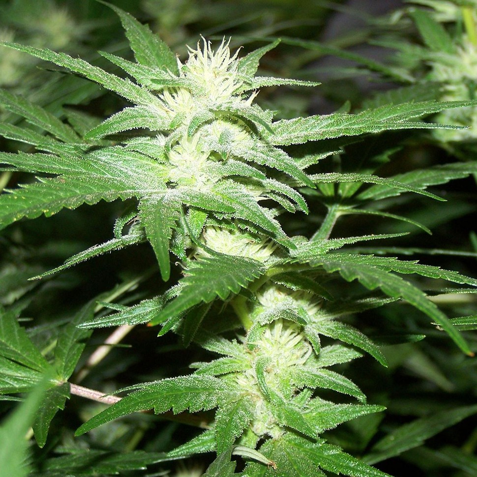 Семена Phoenix feminised Neuro Seeds