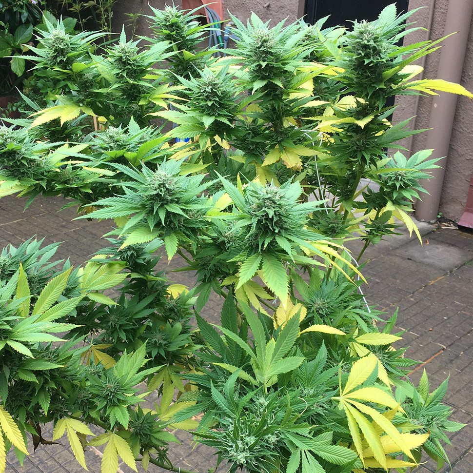Семена марихуаны Durban Poison feminised Ganja Seeds
