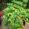 семена каннабиса Durban Poison feminised Ganja Seeds семена каннабиса Durban Poison feminised Ganja Seeds