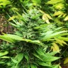 качественные семена конопли Durban Poison feminised Ganja Seeds качественные семена конопли Durban Poison feminised Ganja Seeds