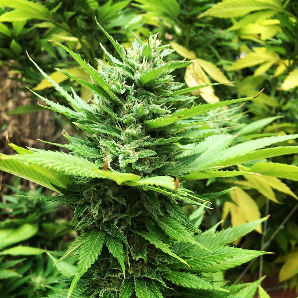 качественные семена конопли Durban Poison feminised Ganja Seeds качественные семена конопли Durban Poison feminised Ganja Seeds