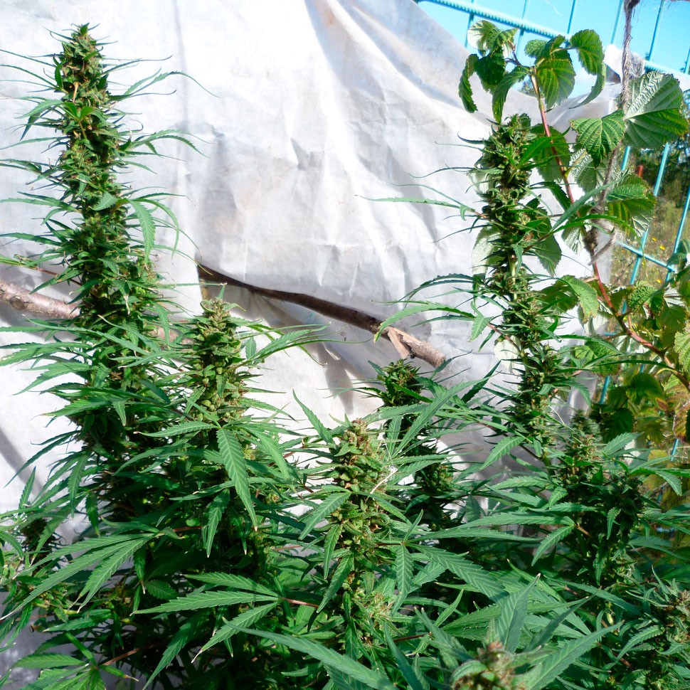 Семена конопли Durban Poison feminised Ganja Seeds Семена конопли Durban Poison feminised Ganja Seeds