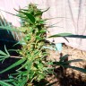 Недорогие семена марихуаны Durban Poison feminised Ganja Seeds Недорогие семена марихуаны Durban Poison feminised Ganja Seeds