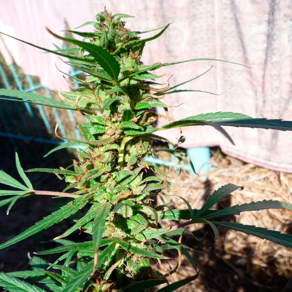 Недорогие семена марихуаны Durban Poison feminised Ganja Seeds Недорогие семена марихуаны Durban Poison feminised Ganja Seeds