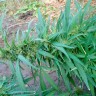 Семена конопли оптом Durban Poison feminised Ganja Seeds Семена конопли оптом Durban Poison feminised Ganja Seeds