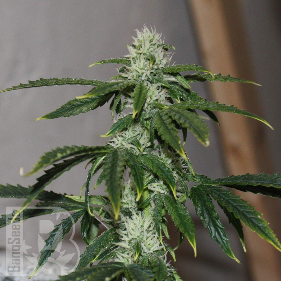 Auto Quick One feminised Ganja Seeds купить Auto Quick One feminised Ganja Seeds купить