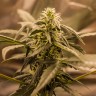 Auto Quick One feminised Ganja Seeds заказать Auto Quick One feminised Ganja Seeds заказать