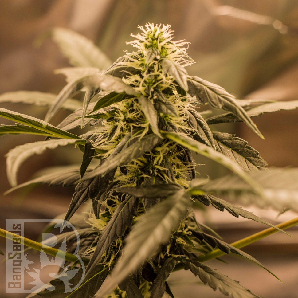 Auto Quick One feminised Ganja Seeds заказать Auto Quick One feminised Ganja Seeds заказать