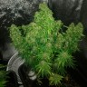 Auto Quick One feminised Ganja Seeds семена Auto Quick One feminised Ganja Seeds семена