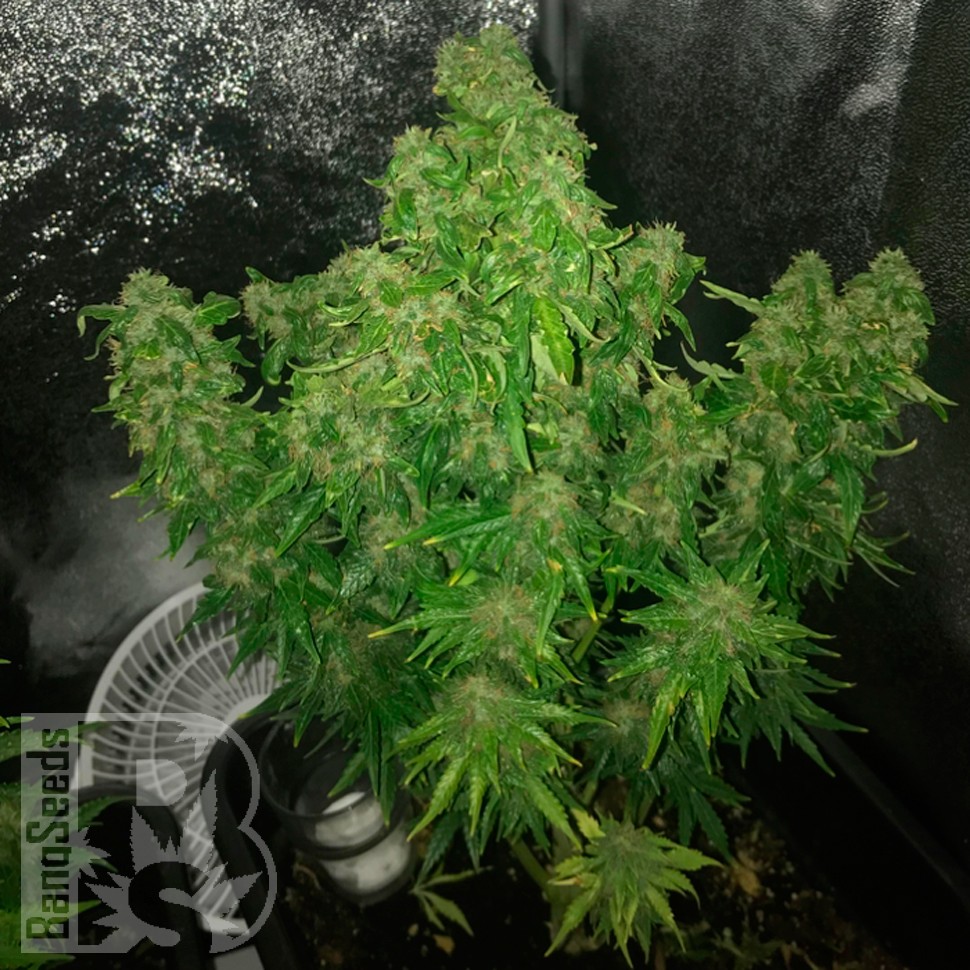 Семена каннабиса Auto Quick One feminised Ganja Seeds
