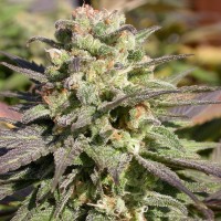 Warlock feminised Ganja Seeds