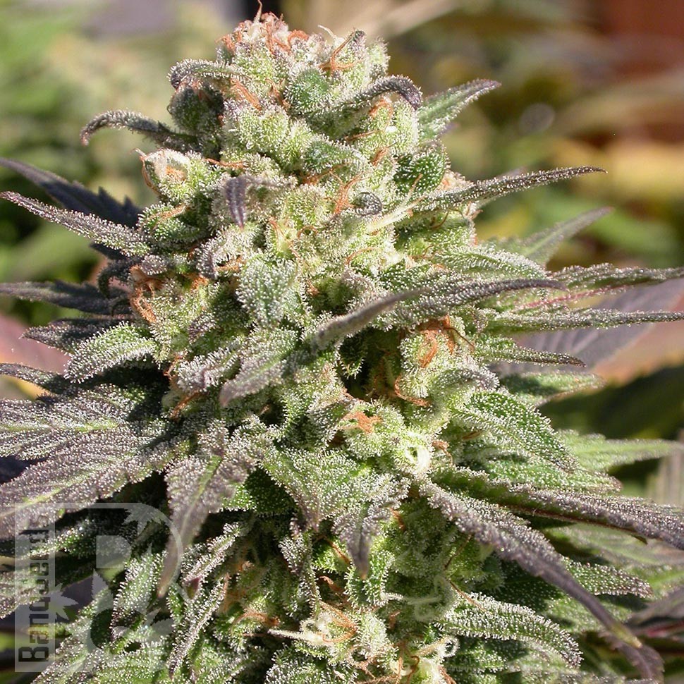 Семена ганжа Warlock feminised Ganja Seeds