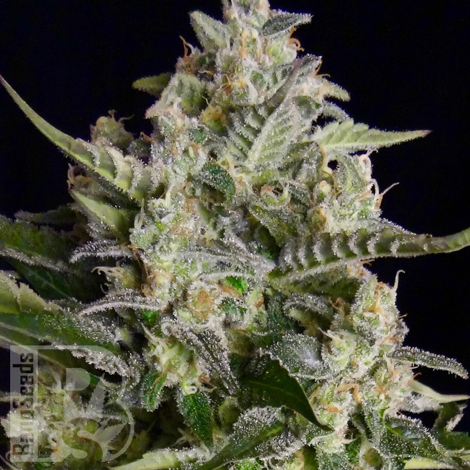Семена ганжа Warlock feminised Ganja Seeds Семена ганжа Warlock feminised Ganja Seeds