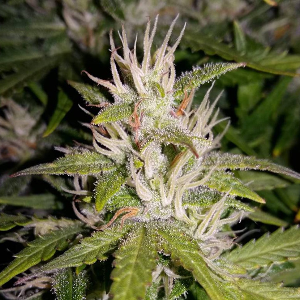 заказ семян конопли Auto AK 49 regular заказ семян конопли Auto AK 49 regular