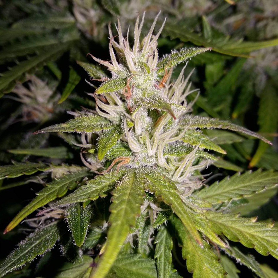 где заказать семена конопли Auto AK 49 regular где заказать семена конопли Auto AK 49 regular