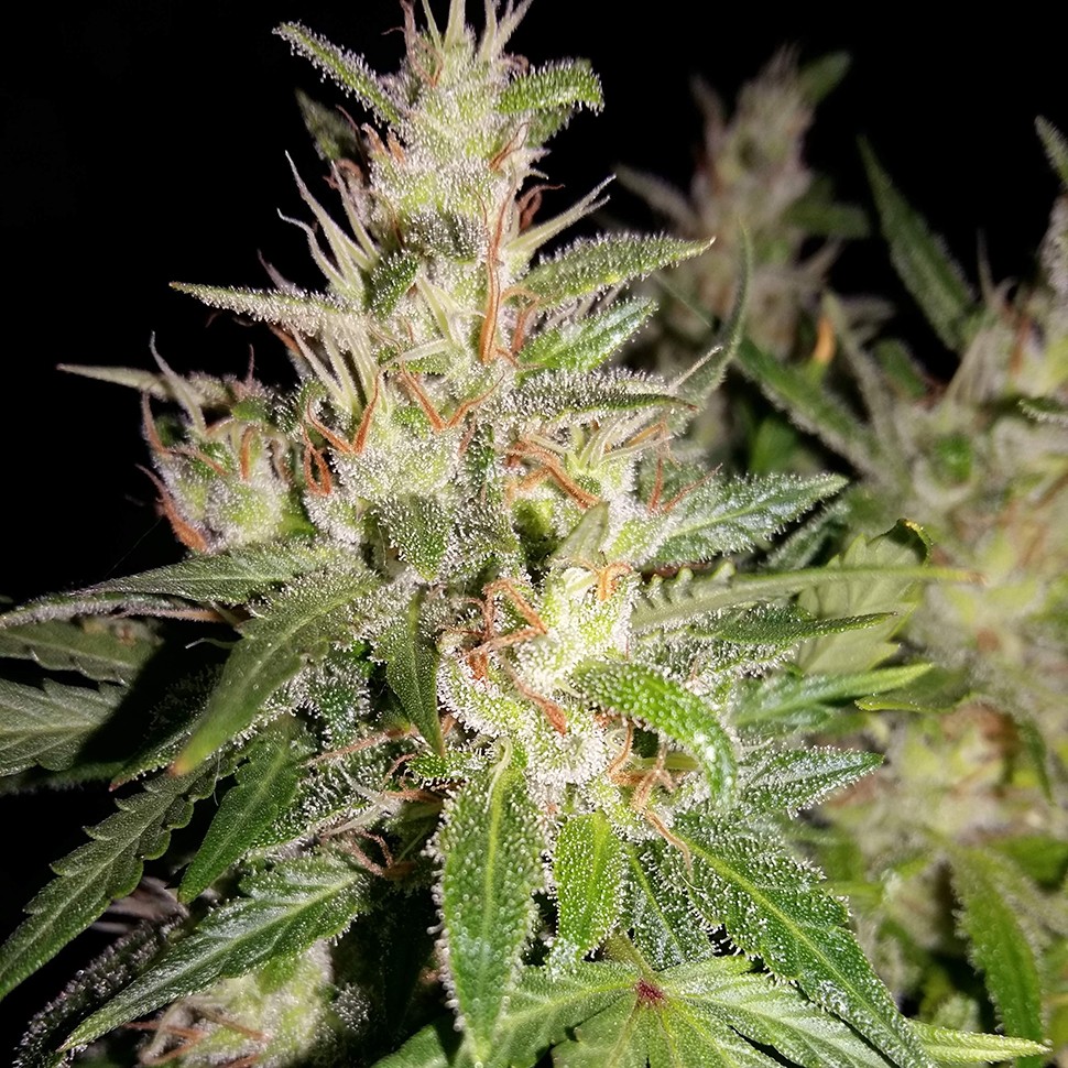 заказать семена конопли наложенным платежом Auto AK 49 regular заказать семена конопли наложенным платежом Auto AK 49 regular