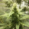 заказать семена конопли почтой Auto AK 49 regular заказать семена конопли почтой Auto AK 49 regular