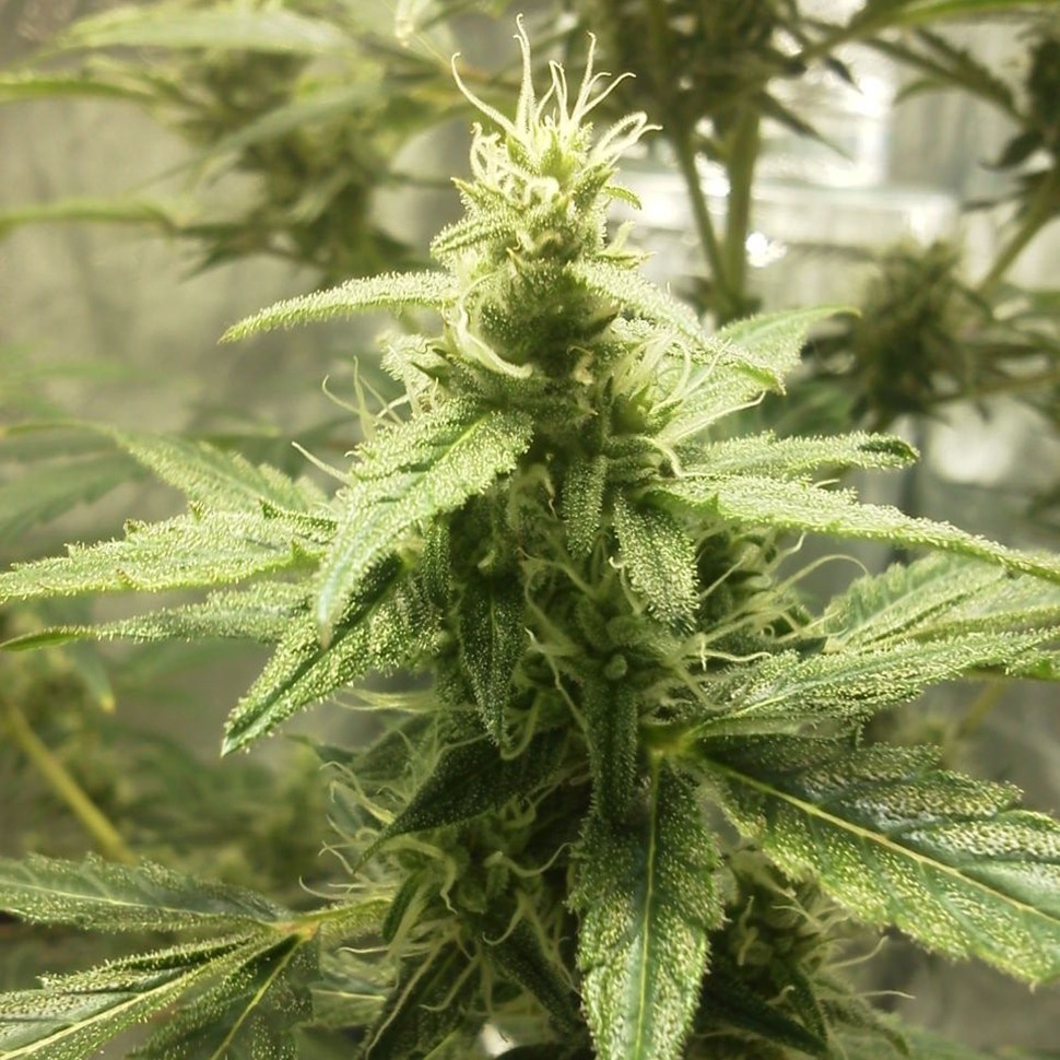 заказать семена конопли почтой Auto AK 49 regular заказать семена конопли почтой Auto AK 49 regular